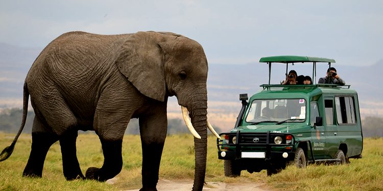 Akagera Big Five & Immersive Safari Experience image
