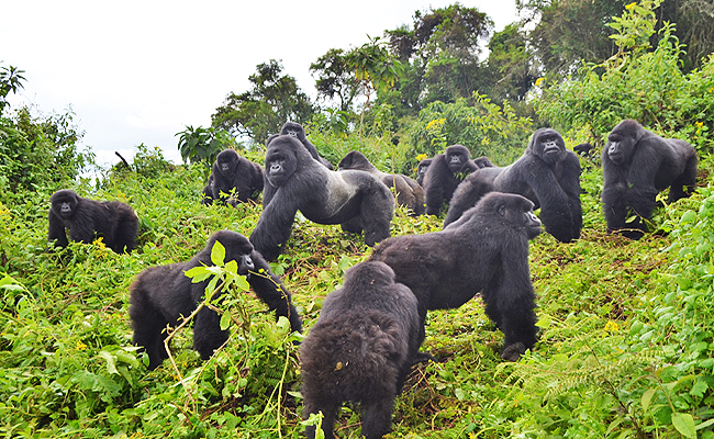 Ultimate Gorilla & Primate Trekking image